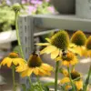 Sonnenblumen mit Insekten auf der Blüte