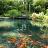 großer Fischteich mit Kois